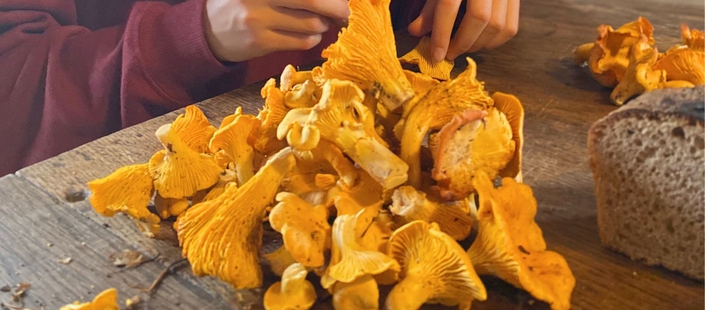 découverte des champignons et des plantes sauvages de l'automne