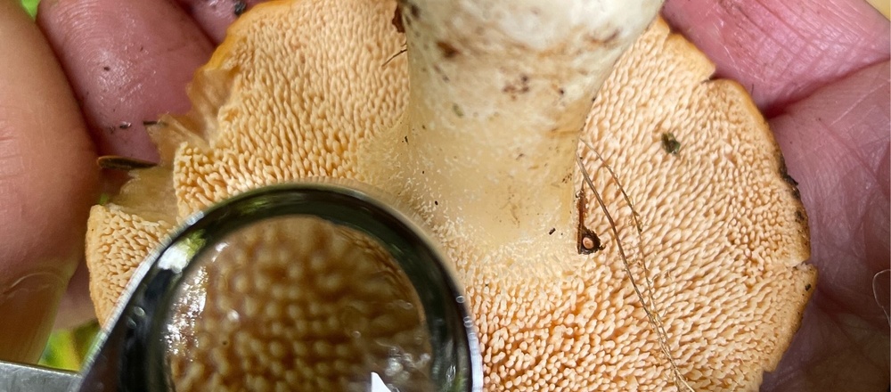 connaissance des champignons comestibles