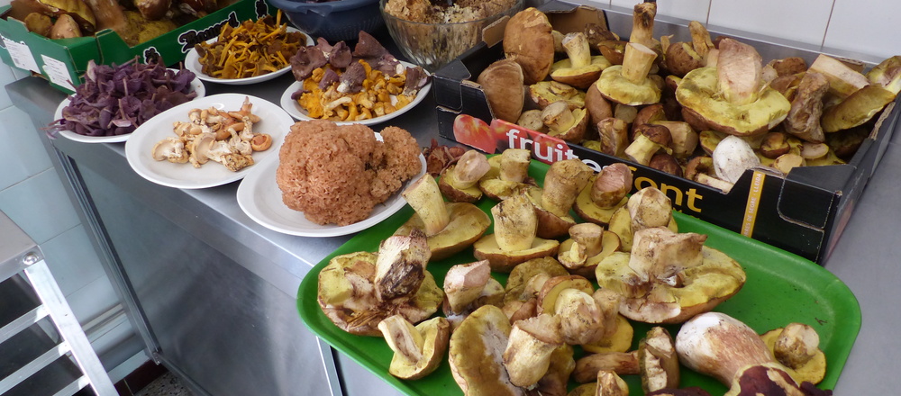 Cueillette des champignons