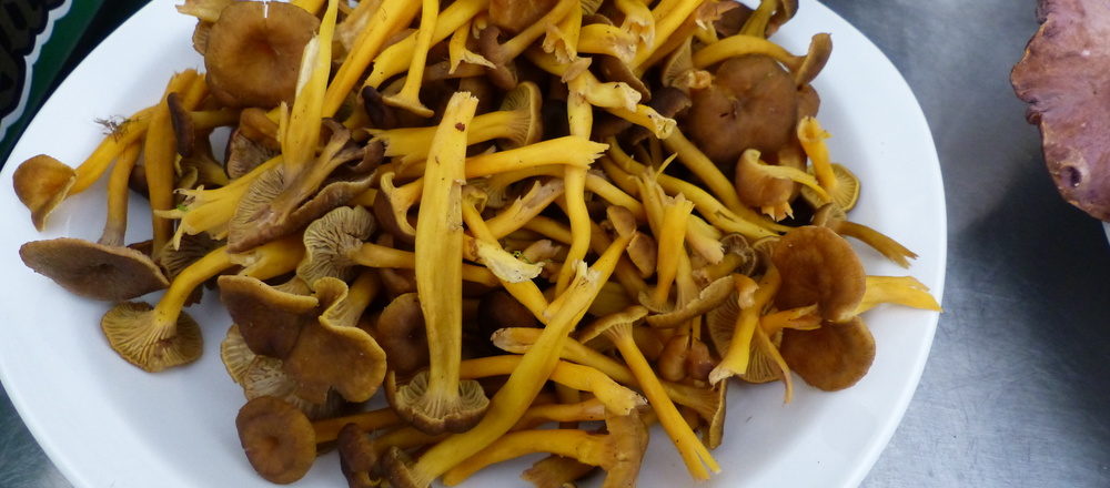 stage d'identification des champignons