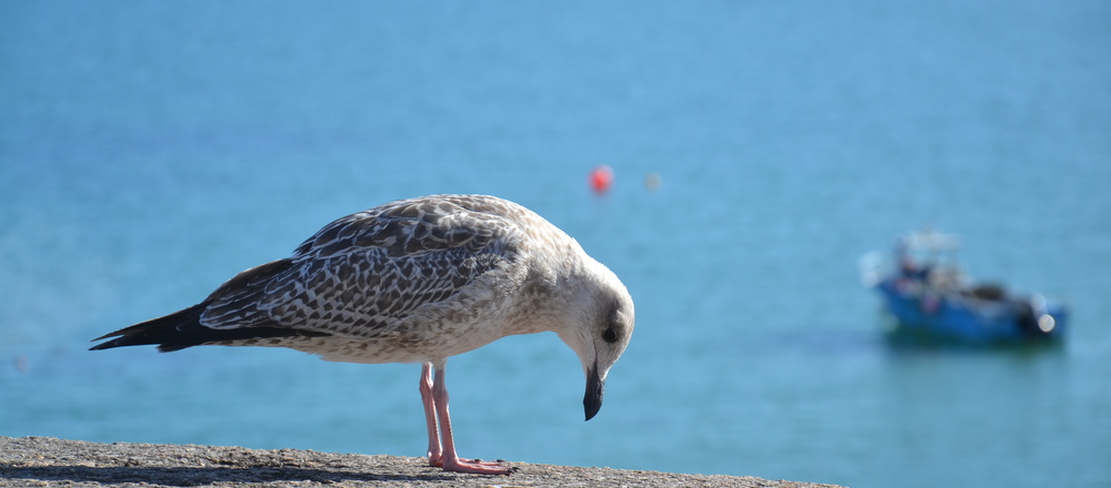l'avifaune sur les iles anglo normandes