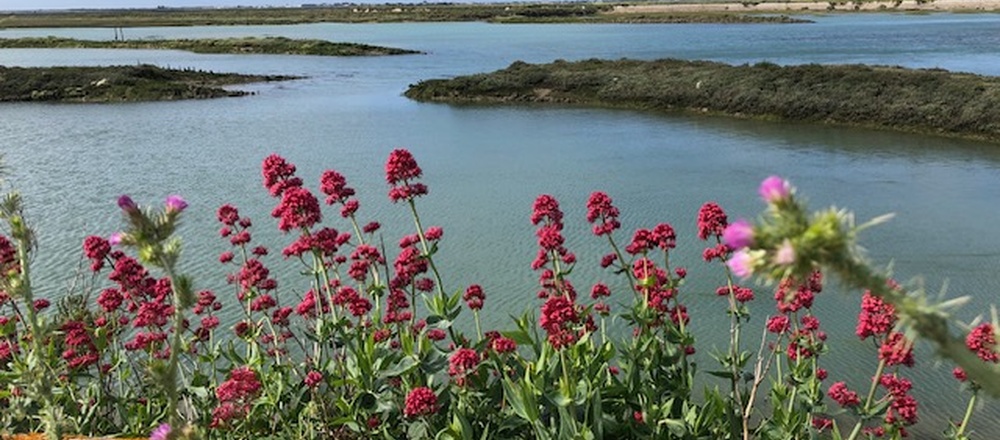 Ile de ré Marche nordique