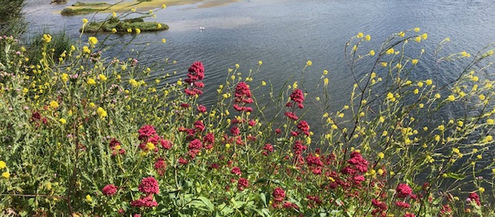 Ile de ré et ses fleurs