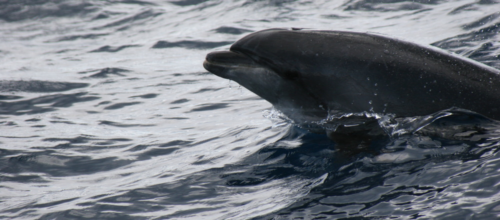 Aux Açores rencontre avec le dauphins