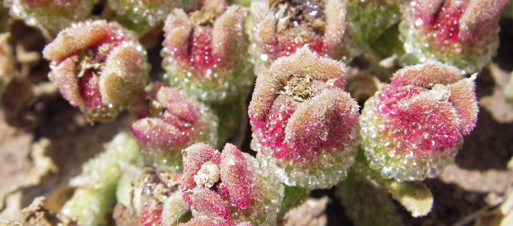 Plante endémique de Madére