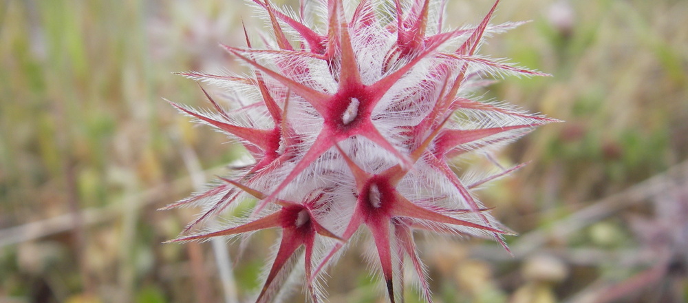 Fleur endémique de Madére