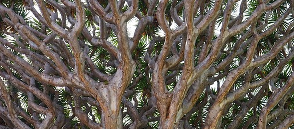 Dragon tree in Tenerife island