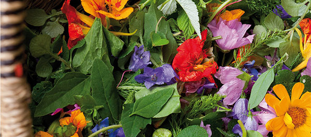 livre sur les plantes sauvages comestibles de Christophe Anglade