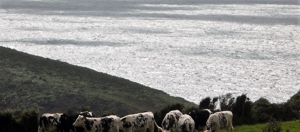 Bord de mer et campagne dans le Cotentin