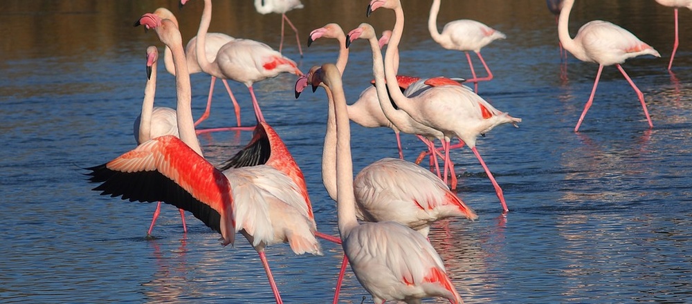 Flamant rose en Camargue