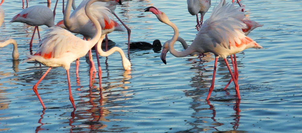 Flamant rose en camargue