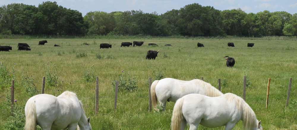 Nature chevaux de camargue