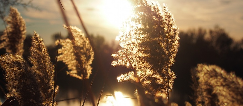 Roseau et couché de soleil