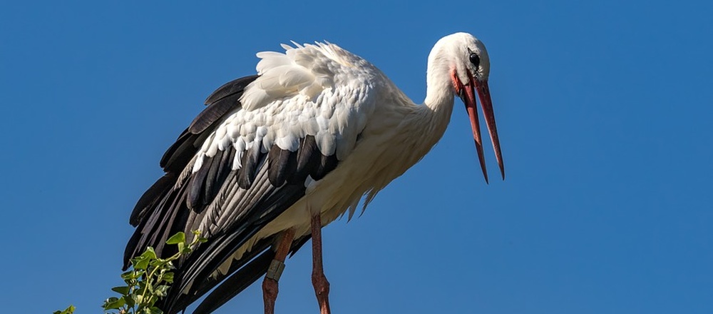 Cigogne dans son nid