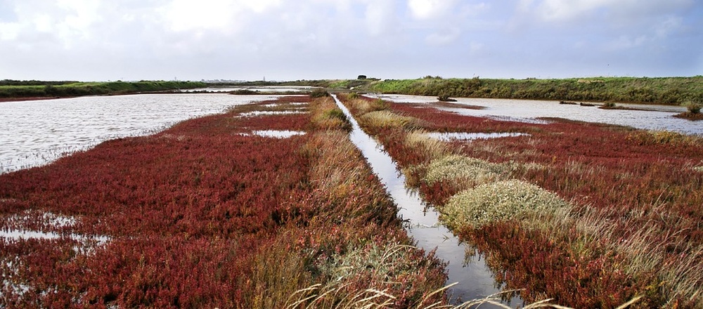 Bord de mer et marais de Guerande