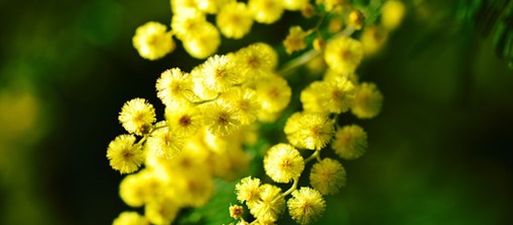 Fleur de mimosa  en Estérel
