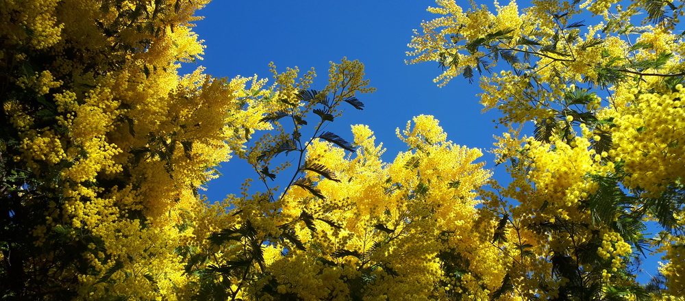 Fleur de mimosa  en Estérel