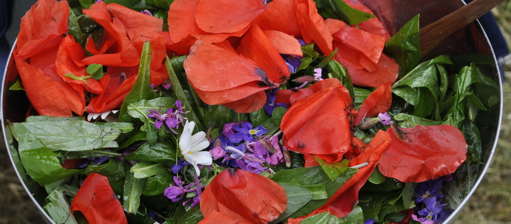 cueillettes et cuisine sauvage en Auvergne