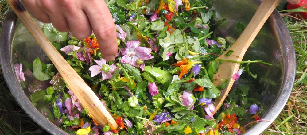 découverte des plantes sauvages comestibles en Auvergne