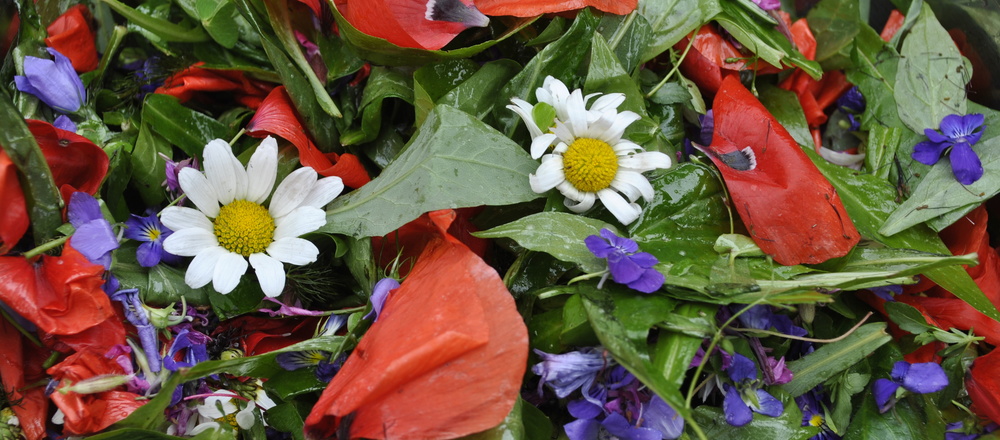 Séjour plantes et champignons Auvergne