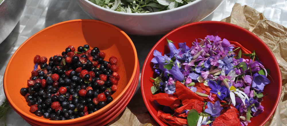 Cueillette des plantes sauvages comestibles