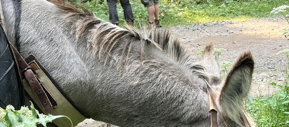 Randonnée accompagnée Ardèche avec un âne