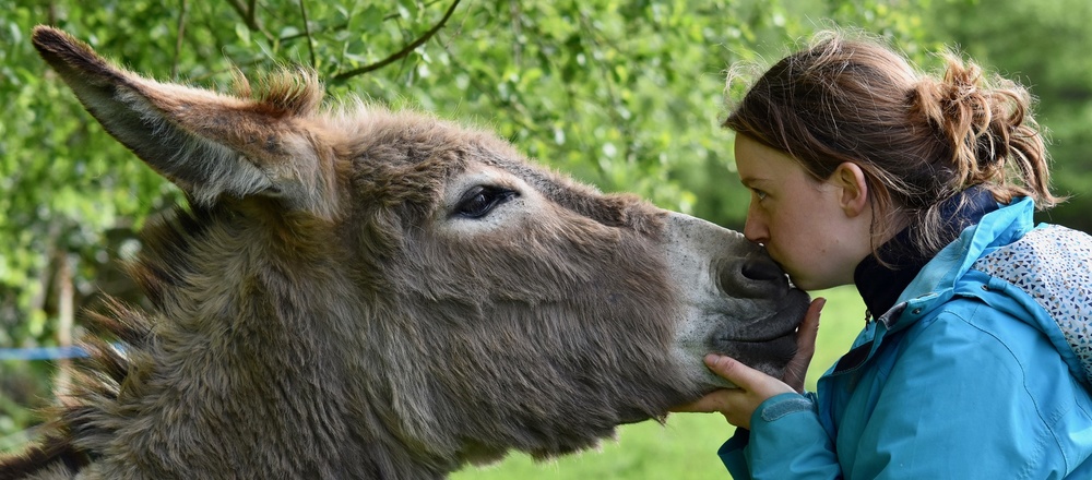 Randonnée guidée avec âne en Auvergne