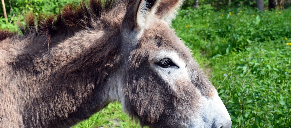 Journée avec un ane