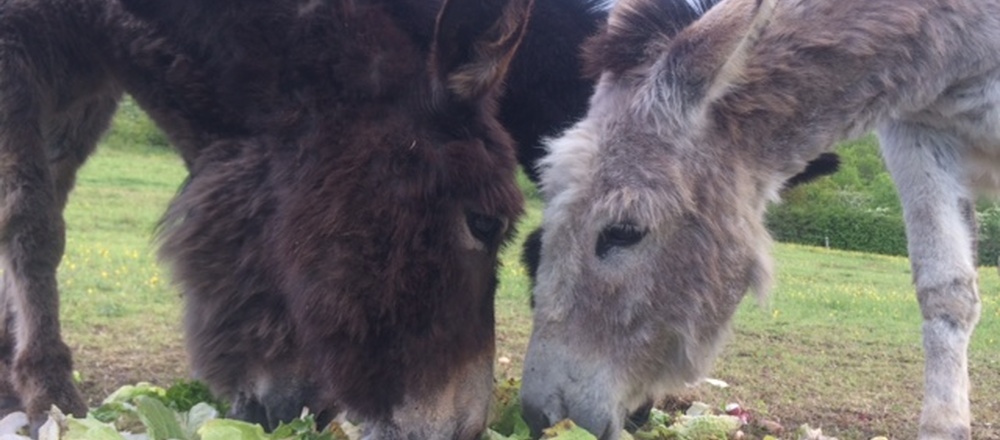 Séjour âne Auvergne guidé et en hôtel