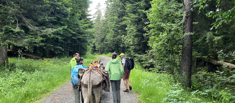 Randonnée  avec un âne en Auvergne