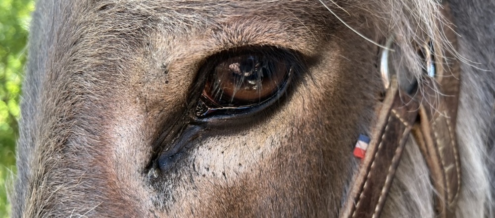 Randonnée avec un âne en  Ardèche