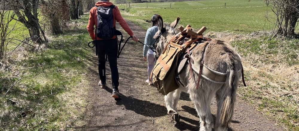 randonnée avec les ânes en Auvergne