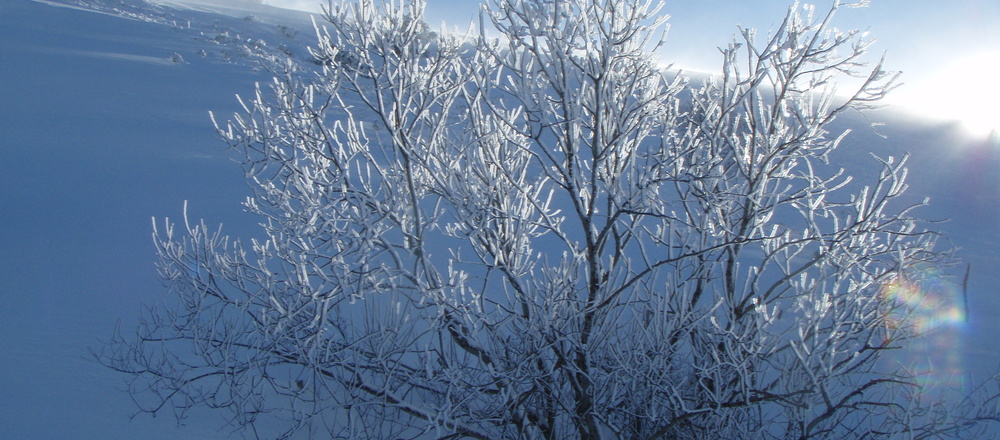 arbre gelé