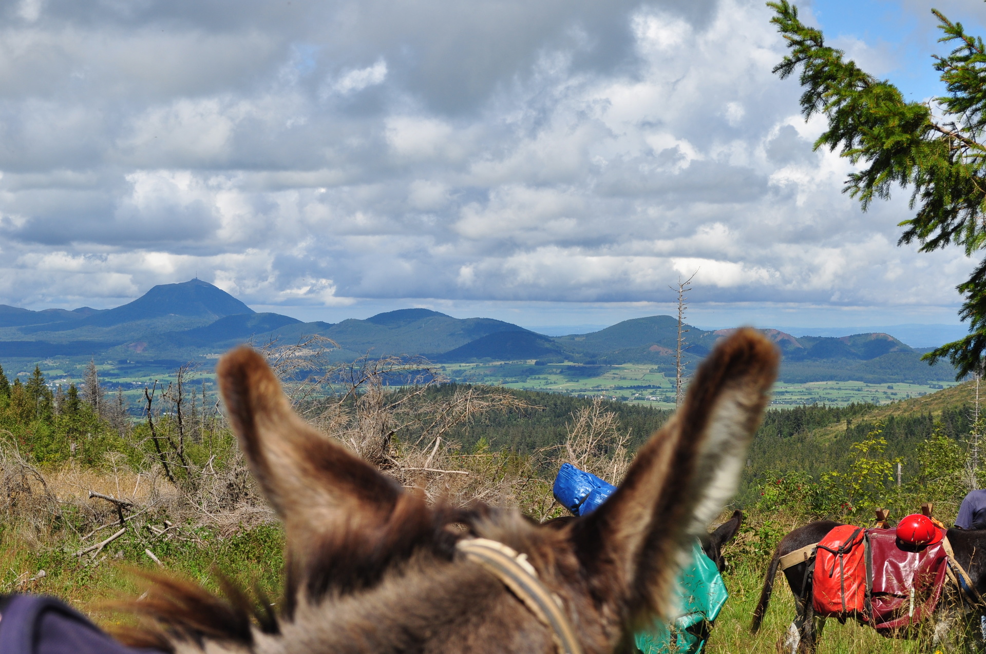 3 jours de randonnée entre lacs et volcans d'Auvergne avec un âne