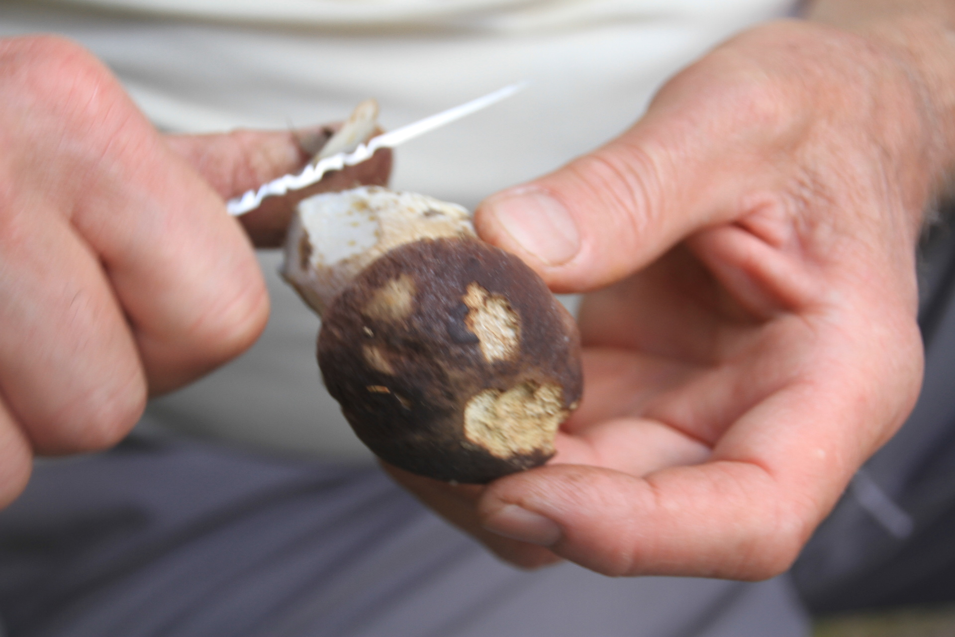 Champignons et plantes comestibles d'automne | Aluna Voyages