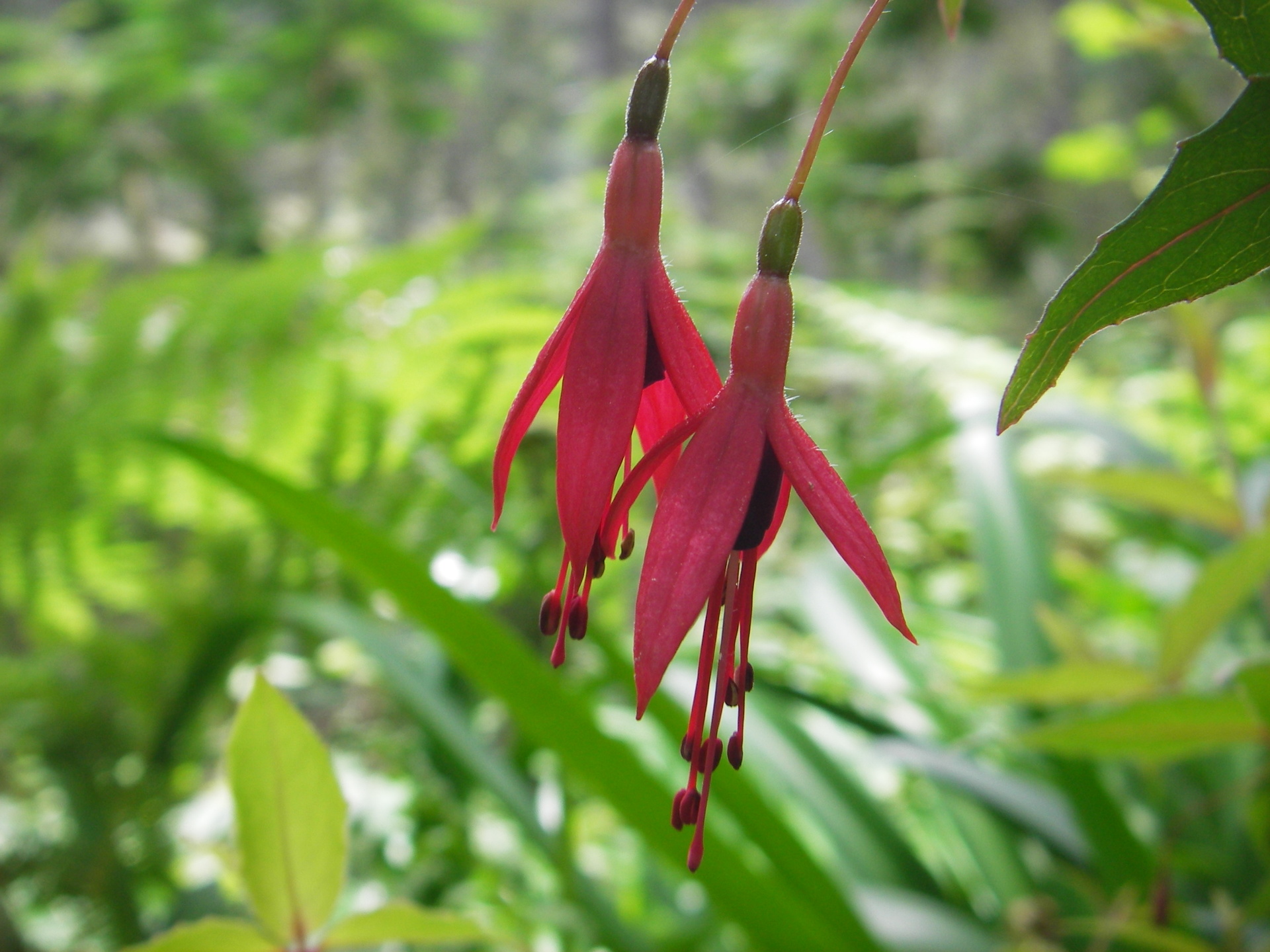 Randonnée sans guide de 8 jours à Madère