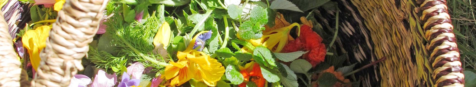 Notre livre sur les plantes sauvages comestibles | Aluna Voyages