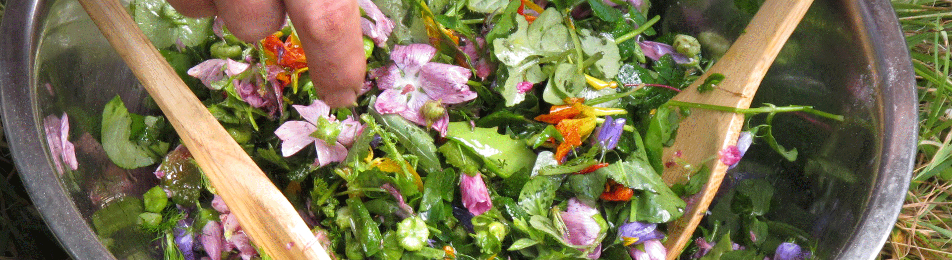 Stages botaniques, cueillette et cuisine de plantes sauvages comestibles