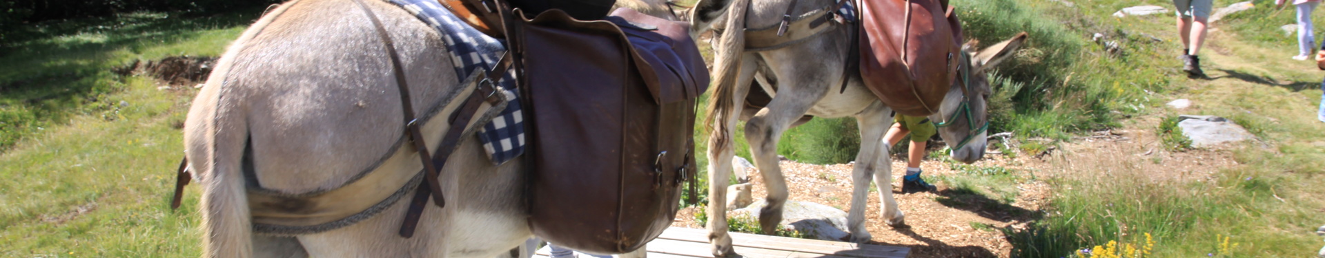 4 jours de randonnée en liberté sur les Monts d'Ardèche avec un âne