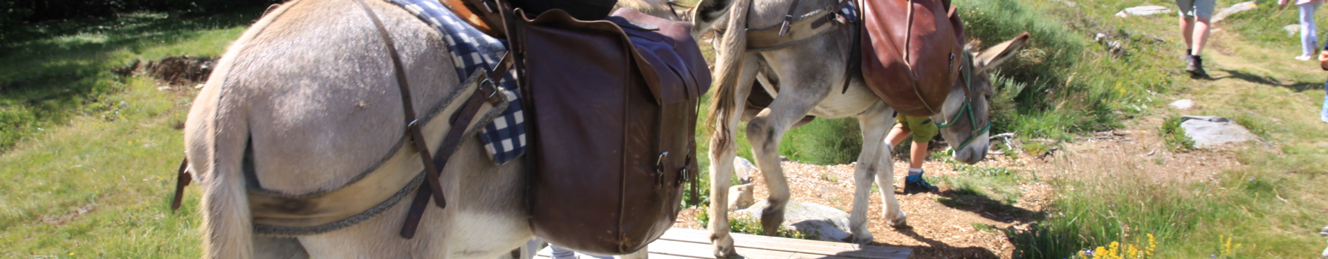 Hiking with a donkey in Auvergne