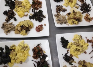 Champignons et plantes comestibles d'automne