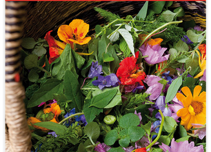 Notre livre sur les plantes sauvages comestibles