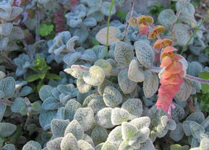 Petites histoires de fleurs en Vercors