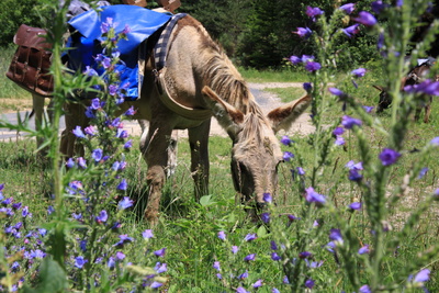 4 jours en liberté sur les Monts d'Ardèche avec un âne